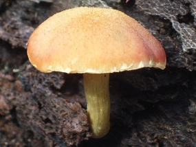 Fungi 4