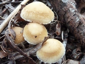 Fungi 5