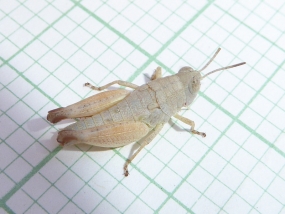 Grasshopper 23