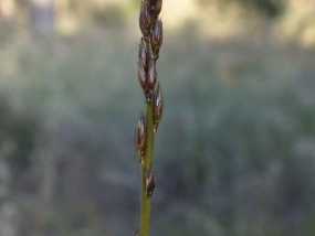 Haemodorum spicatum inflorescence