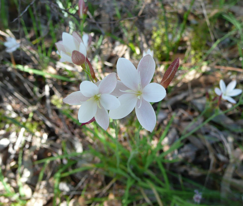 Hesperantha falcata flowers