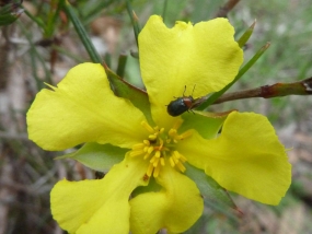 Hibbertia huegelii flower