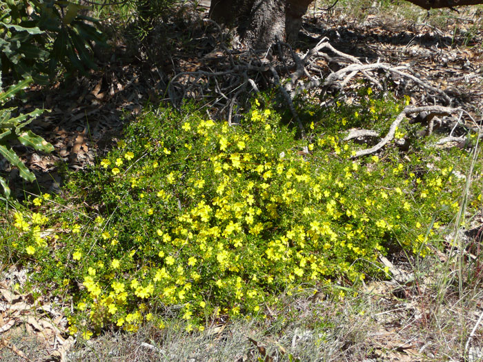 Hibbertia hypericoides shrub