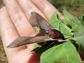 Hippotion scrofa