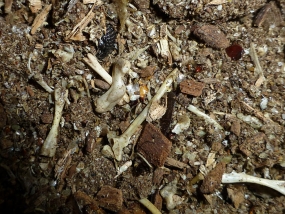 Contents of nest box