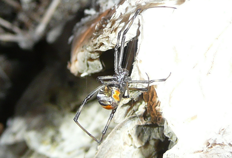 Red-backed Spider, Latrodectus hasselti