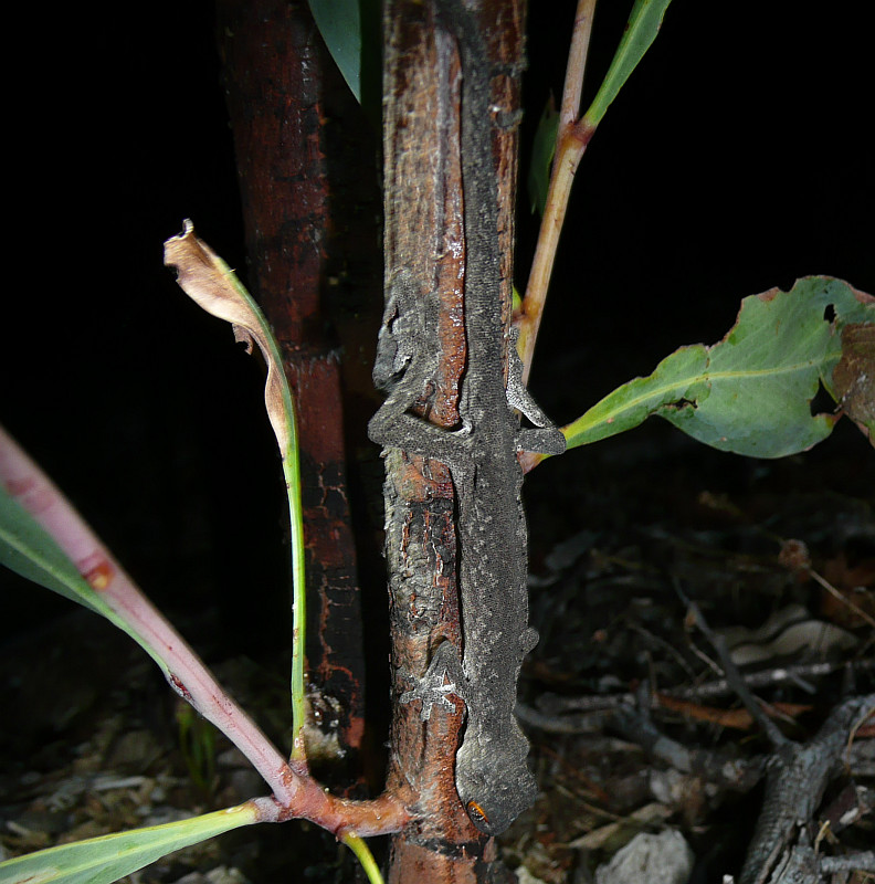 South-western Spiny-tailed Gecko, Strophurus spinigerus