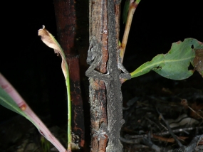 South-western Spiny-tailed Gecko, Strophurus spinigerus