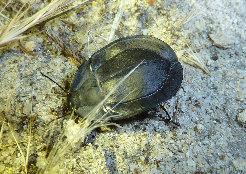 Pie-dish beetle, Pterohelaeus sp