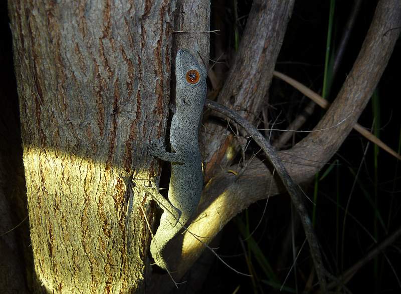 South-western spiny-tailed gecko, Strophurus spinigerus