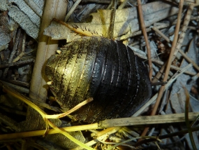 Cockroach, Euzosteria subverrucosa