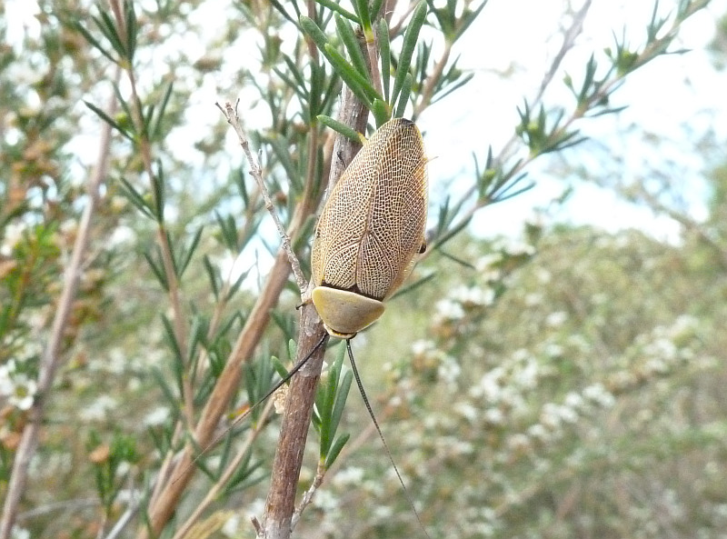 Cockroach on Astartea scoparia