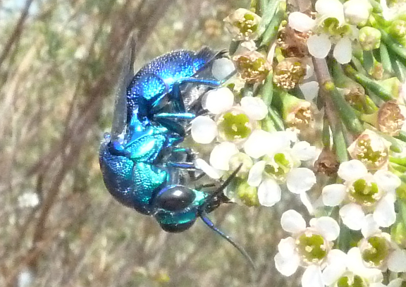 Cuckoo Wasp on Astartea scoparia