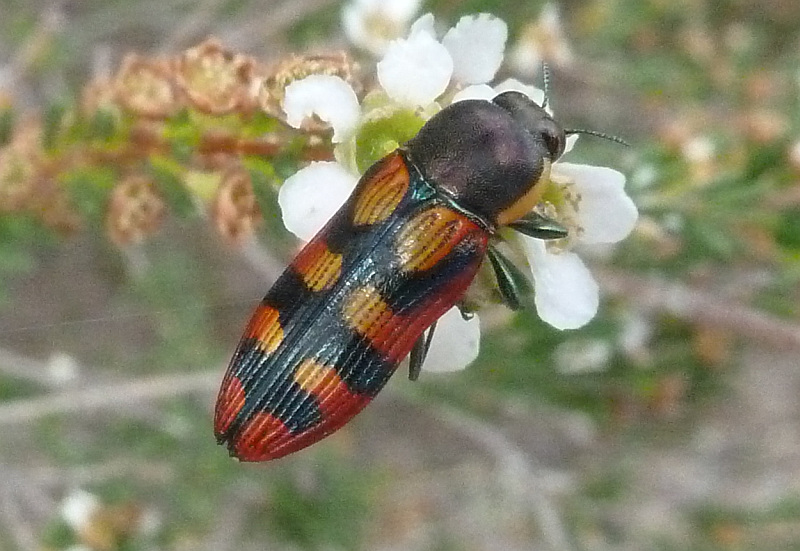 Jewel beetle on Astartea scoparia