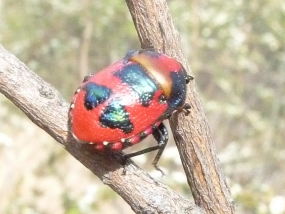 Ground Shield Bug, Choerocoris paganus, on astartea scoparia