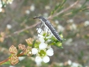 Weevil on Astartea scoparia