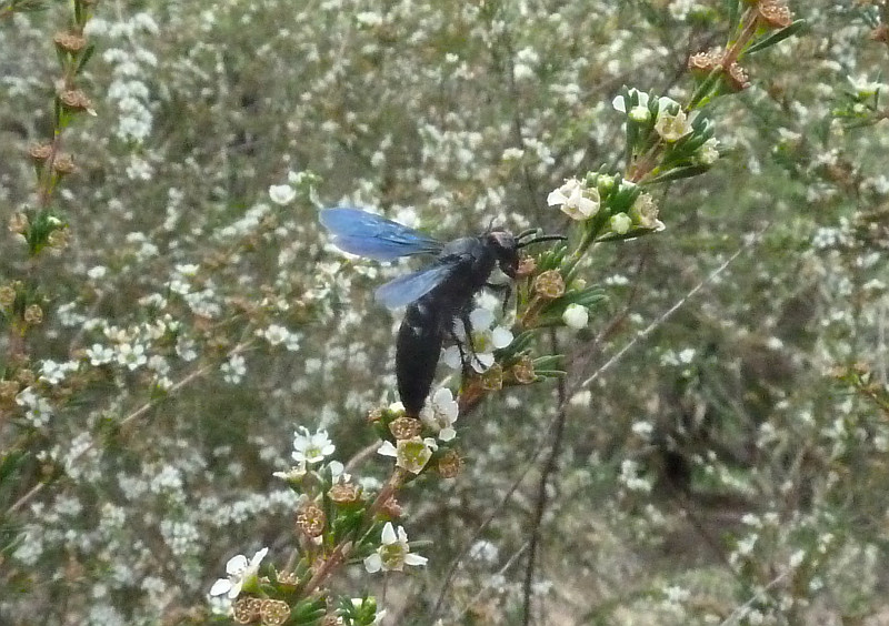 Wasp on Astartea scoparia