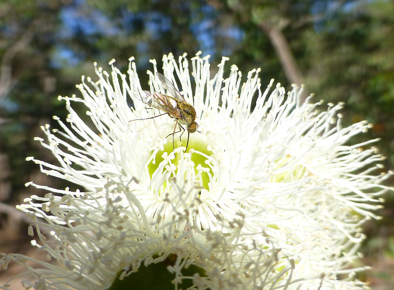 Fly on the flower of Corymbia calophylla