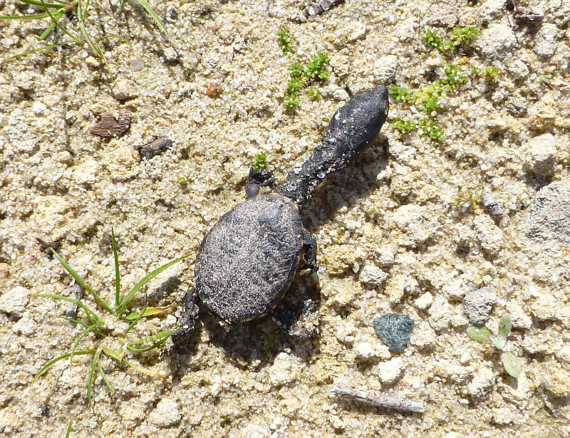 Baby oblong turtle, Chelodina oblonga