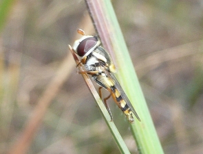 Simosyrphus grandicornis
