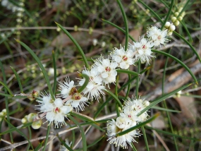 Hypocalymma angustifolium