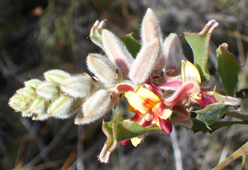 Jacksonia floribunda