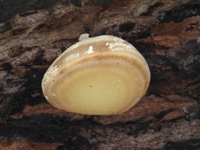 Laetiporus portentosus