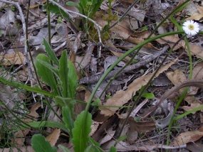 Lagenophora huegelii