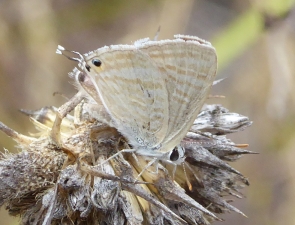 Lampides boeticus, Long-tailed Pea-blue