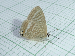 Lampides boeticus, Long-tailed Pea-blue