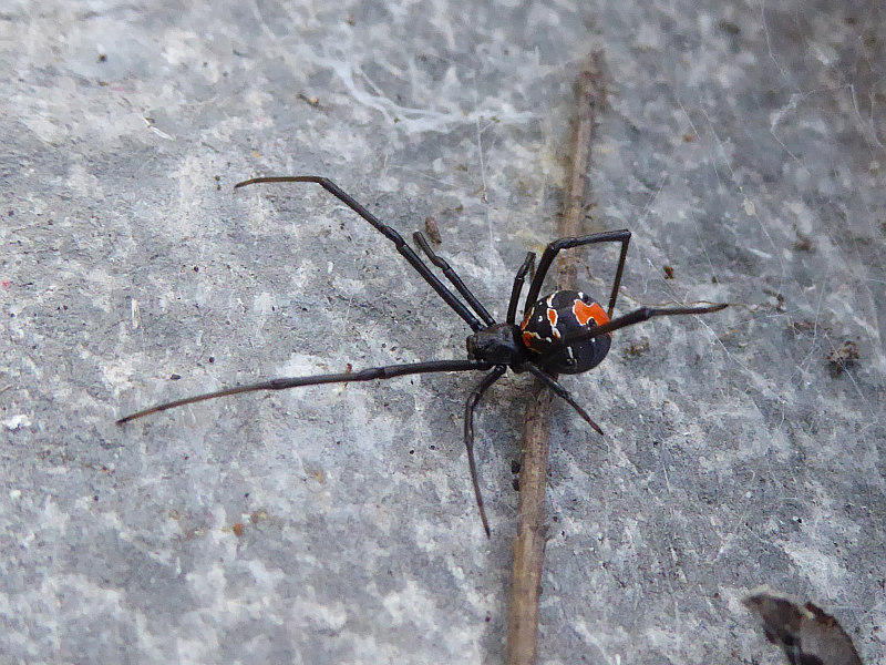 Redback Spider, Latrodectus hasselti