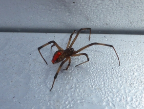 Redback Spider, Latrodectus hasselti