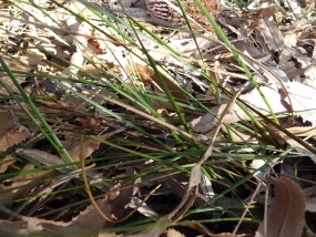 Lepidosperma scabrum