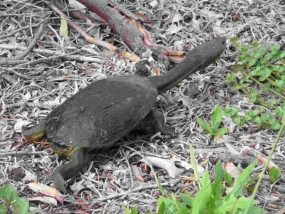 Southwestern snake-necked turtle on land