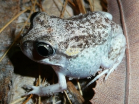 Moaning Frog, Heleioporus eyrei