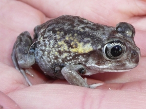 Moaning Frog, Heleioporus eyrei