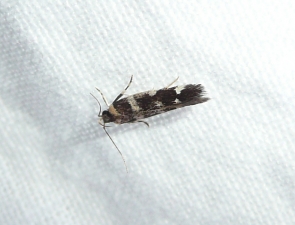 Cosmopterigidae 2