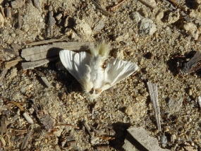 Trichiocercus sparshalli