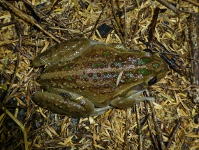 Motorbike Frog, Littoria moorei