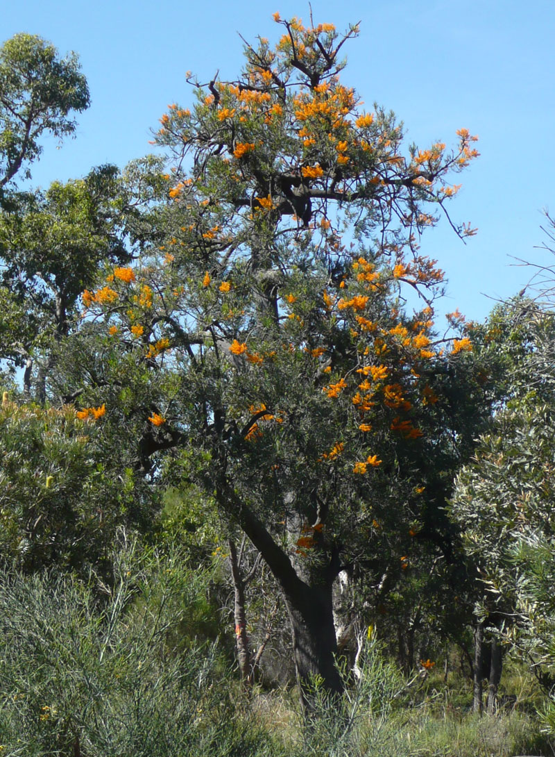 Nuytsia floribunda; WA Christmas Tree
