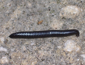 Ommatoiulus moreleti
