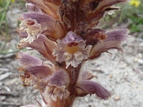 Orobanche minor