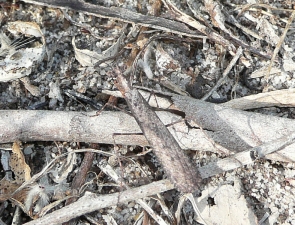 Paraoxypilus laticollis (male)