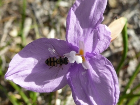 Patersonia occidentalis and hoverfly