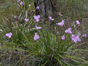 Patersonia occidentalis; Purple Flag