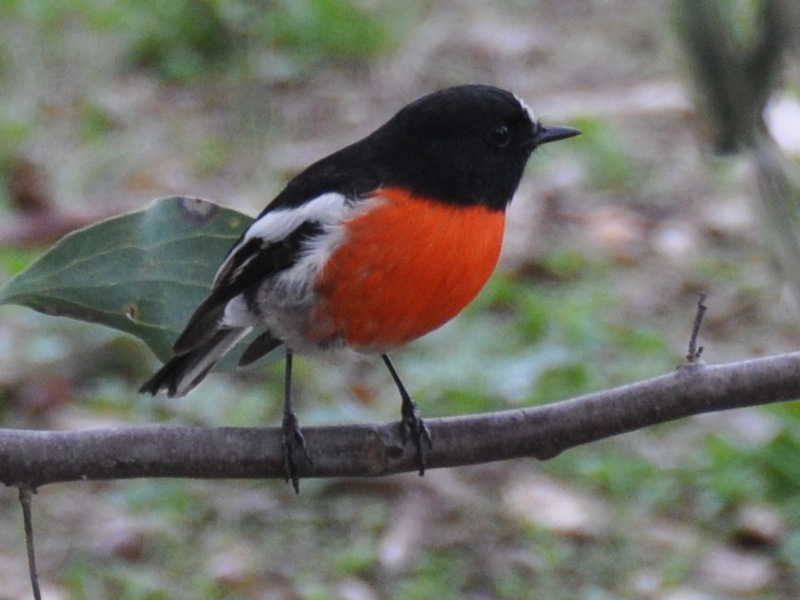 Scarlet Robin male
