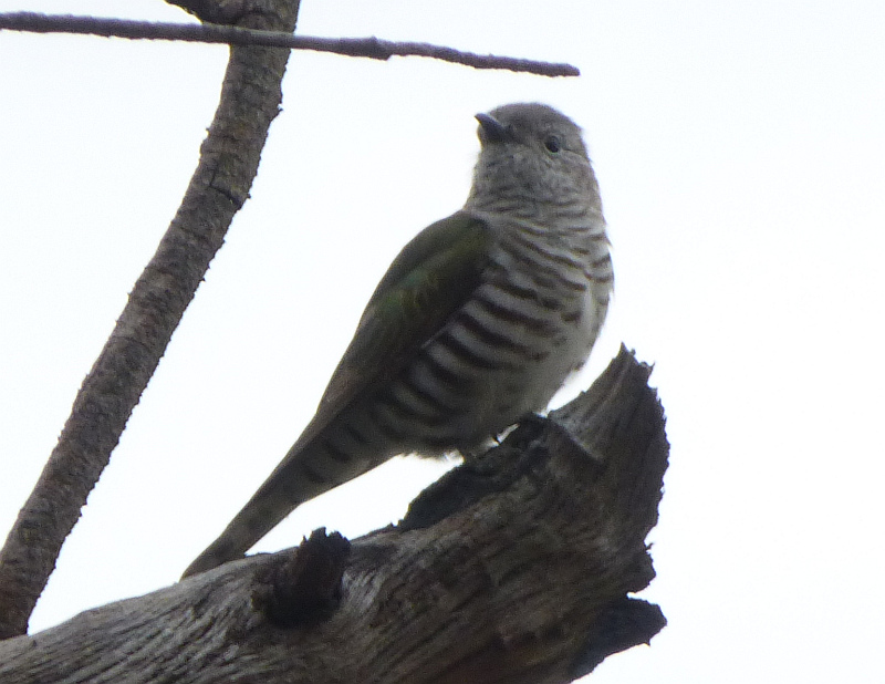 Shining-bronze cuckoo