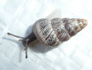 Cochlicella acuta