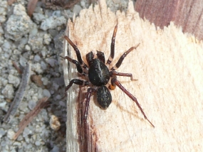 Zodariidae sp 2