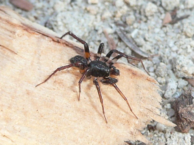 Zodariidae sp 2